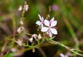 Gaura lindheimeri